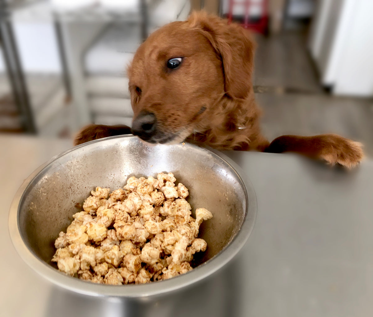 Kernel's Puppy Popcorn – Smith Family Popcorn